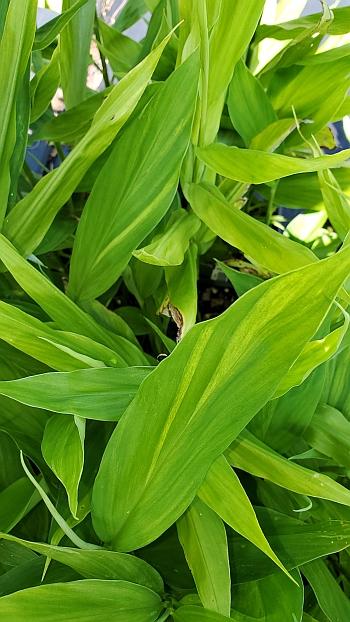 Zingiber mioga 'Dancing Crane' - Japanese Woodland Ginger from Quackin Grass Nursery Zingiber mioga 'Dancing Crane' - Japanese Woodland Ginger from Quackin Grass Nursery