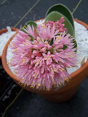 Haemanthus humilis - Pink Paintbrush from Quackin Grass Nursery Haemanthus humilis - Pink Paintbrush from Quackin Grass Nursery