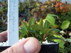 Ardisia japonica 'Angyo Pixie' - Marlberry from Quackin Grass Nursery Ardisia japonica 'Angyo Pixie' - Marlberry from Quackin Grass Nursery