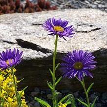 Aster alpinus 'Dark Beauty'