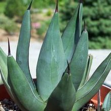 Agave 'Sharkskin Shoes'