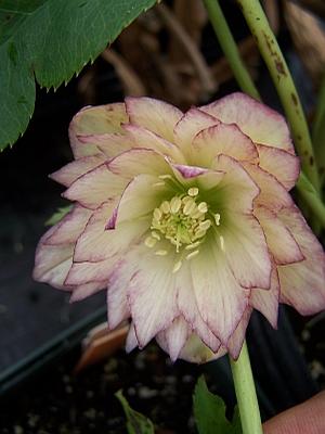 Helleborus x hybridus 'Spring's Dawn Collection' - Hellebore from Quackin Grass Nursery Helleborus x hybridus 'Spring's Dawn Collection' - Hellebore from Quackin Grass Nursery