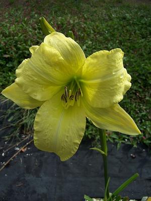 Hemerocallis 'Charleston Autumn Moonlight' - Daylily from Quackin Grass Nursery Hemerocallis 'Charleston Autumn Moonlight' - Daylily from Quackin Grass Nursery