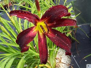 Hemerocallis 'Cardinal Summer' - Daylily from Quackin Grass Nursery Hemerocallis 'Cardinal Summer' - Daylily from Quackin Grass Nursery