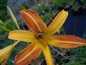 Hemerocallis 'Eli Murphy' - Daylily from Quackin Grass Nursery Hemerocallis 'Eli Murphy' - Daylily from Quackin Grass Nursery