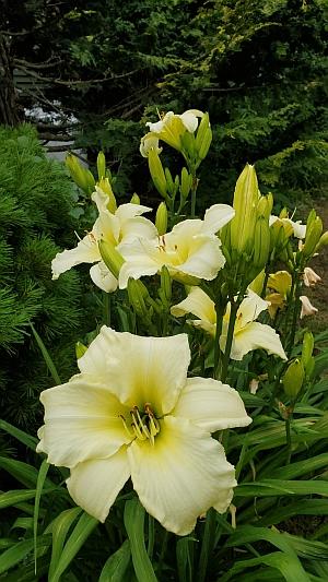Hemerocallis 'Olallie Dove' - Daylily from Quackin Grass Nursery Hemerocallis 'Olallie Dove' - Daylily from Quackin Grass Nursery