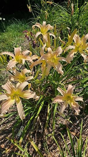 Hemerocallis 'Pale Ale' - Daylily - Cascade from Quackin Grass Nursery Hemerocallis 'Pale Ale' - Daylily - Cascade from Quackin Grass Nursery