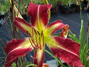Hemerocallis 'Trip to the Top' - Daylily - Crispate from Quackin Grass Nursery Hemerocallis 'Trip to the Top' - Daylily - Crispate from Quackin Grass Nursery