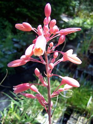 Hesperaloe parviflora - Red Yucca from Quackin Grass Nursery Hesperaloe parviflora - Red Yucca from Quackin Grass Nursery