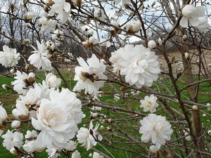 Magnolia x loebneri 'Wild Cat' - Magnolia from Quackin Grass Nursery Magnolia x loebneri 'Wild Cat' - Magnolia from Quackin Grass Nursery