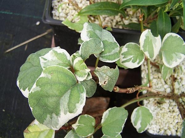 Schizophragma hydrangeoides 'Shiro Fuka Fukurin Fu' - Japanese Hydrangea Vine from Quackin Grass Nursery Schizophragma hydrangeoides 'Shiro Fuka Fukurin Fu' - Japanese Hydrangea Vine from Quackin Grass Nursery