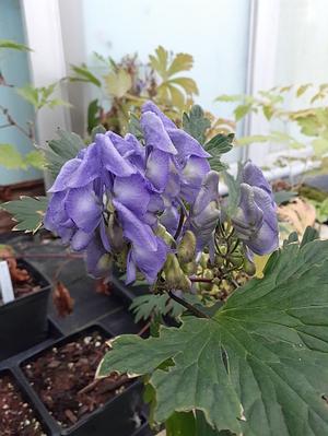 Aconitum japonicum - Japanese Monkshood from Quackin Grass Nursery Aconitum japonicum - Japanese Monkshood from Quackin Grass Nursery