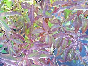 Cornus racemosa 'Irish Setter' donning fall color Cornus racemosa 'Irish Setter' donning fall color