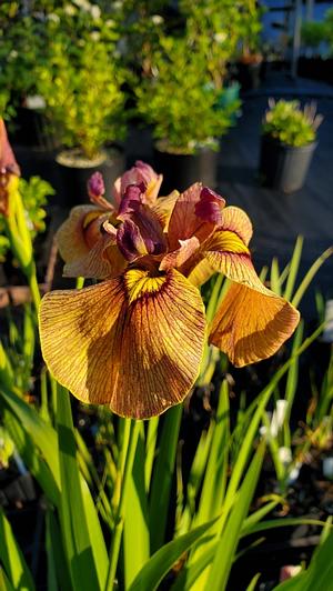 Iris x pseudata 'Yarai' - Iris from Quackin Grass Nursery Iris x pseudata 'Yarai' - Iris from Quackin Grass Nursery