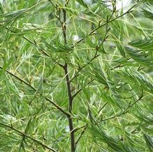 Alnus glutinosa 'Imperialis'