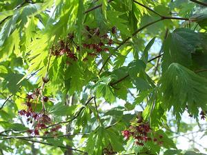 Acer japonicum 'Aconitifolium' - Full Moon Maple from Quackin Grass Nursery Acer japonicum 'Aconitifolium' - Full Moon Maple from Quackin Grass Nursery