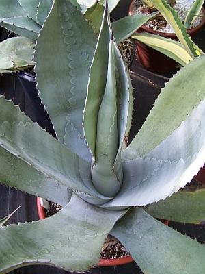 Agave Silver Surfer - Agave from Quackin Grass Nursery Agave Silver Surfer - Agave from Quackin Grass Nursery