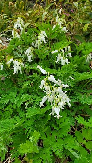 Dicentra eximia 'Alba' - Fringed Bleeding Heart from Quackin Grass Nursery Dicentra eximia 'Alba' - Fringed Bleeding Heart from Quackin Grass Nursery