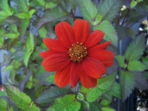 Heliopsis helinahthoides var. scabra 'Bleeding Hearts' - Ox-eye Sunflower from Quackin Grass Nursery