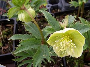 Helleborus multifidus ssp. bocconei WM.9905.W.Sicily - Hellebore from Quackin Grass Nursery Helleborus multifidus ssp. bocconei WM.9905.W.Sicily - Hellebore from Quackin Grass Nursery