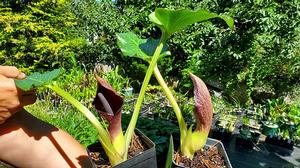 Arum pictum - Fall Flowering Arum from Quackin Grass Nursery Arum pictum - Fall Flowering Arum from Quackin Grass Nursery