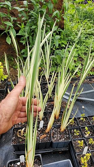 Acorus calamus 'Variegatus' - Sweet Flag from Quackin Grass Nursery Acorus calamus 'Variegatus' - Sweet Flag from Quackin Grass Nursery