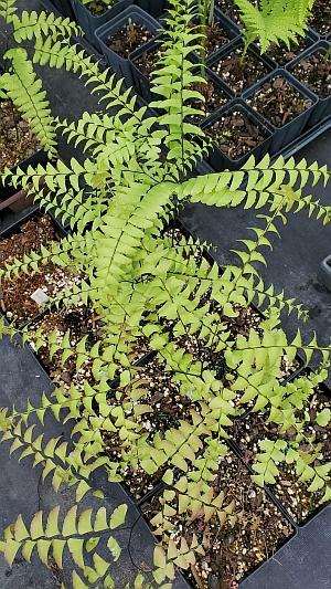 Adiantum pedatum - Maidenhair Fern from Quackin Grass Nursery Adiantum pedatum - Maidenhair Fern from Quackin Grass Nursery