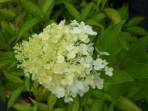 Hydrangea paniculata 'Silver Dollar' - Panicle Hydrangea from Quackin Grass Nursery Hydrangea paniculata 'Silver Dollar' - Panicle Hydrangea from Quackin Grass Nursery