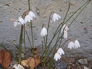 Acis autumnalis 'September Snow' - Autumn Snowflake from Quackin Grass Nursery Acis autumnalis 'September Snow' - Autumn Snowflake from Quackin Grass Nursery
