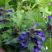 Ajuga incisa 'Blue Enigma'