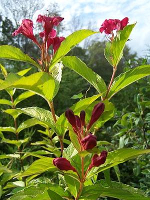 Weigela florida 'Rubidor' - Weigela from Quackin Grass Nursery Weigela florida 'Rubidor' - Weigela from Quackin Grass Nursery
