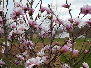 Magnolia x loebneri 'Pink Mist' - Magnolia from Quackin Grass Nursery Magnolia x loebneri 'Pink Mist' - Magnolia from Quackin Grass Nursery