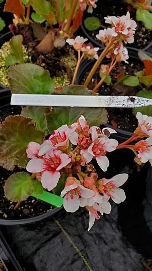 These little Pigsquek piglet leaves will grow into attention hogs in your garden. These little Pigsquek piglet leaves will grow into attention hogs in your garden.