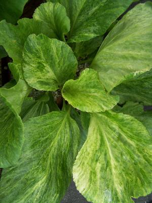 Bergenia cordifolia 'Variegata' - Pigsqueak from Quackin Grass Nursery Bergenia cordifolia 'Variegata' - Pigsqueak from Quackin Grass Nursery