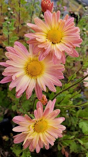 Chrysanthemum 'Andy's Pink Clouds' - Hardy Mum from Quackin Grass Nursery Chrysanthemum 'Andy's Pink Clouds' - Hardy Mum from Quackin Grass Nursery