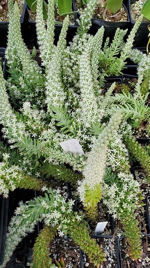 Orostachys x 'Crazy Eddie' - Stonecrop from Quackin Grass Nursery Orostachys x 'Crazy Eddie' - Stonecrop from Quackin Grass Nursery