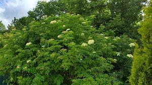 Sambucus canadensis - Elderberry from Quackin Grass Nursery Sambucus canadensis - Elderberry from Quackin Grass Nursery