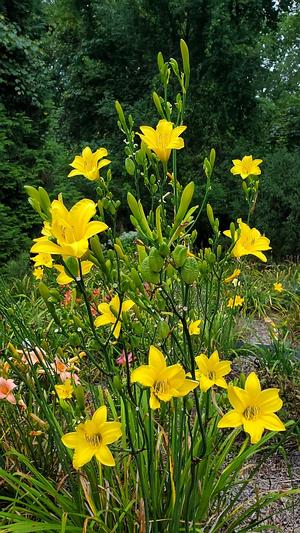 Hemerocallis 'Badminton Riot' - Daylily from Quackin Grass Nursery Hemerocallis 'Badminton Riot' - Daylily from Quackin Grass Nursery