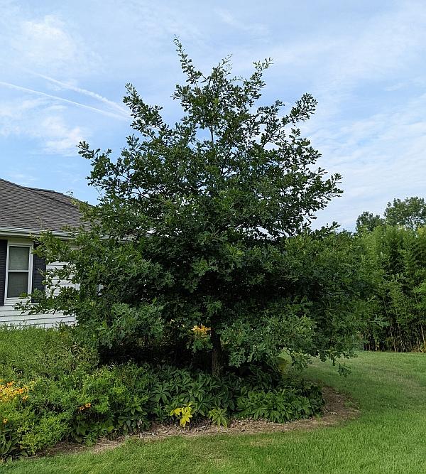 Quercus lyrata ''northern hardy'' - Overcup Oak from Quackin Grass Nursery Quercus lyrata ''northern hardy'' - Overcup Oak from Quackin Grass Nursery