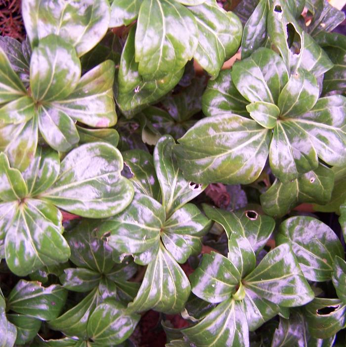 Pachysandra terminalis 'Green Sheen' - Pachysandra from Quackin Grass Nursery Pachysandra terminalis 'Green Sheen' - Pachysandra from Quackin Grass Nursery