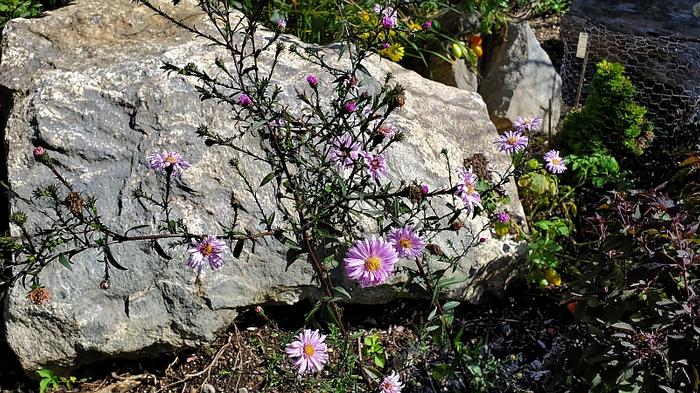 Aster x 'Glow in the Dark' - Smooth Aster from Quackin Grass Nursery Aster x 'Glow in the Dark' - Smooth Aster from Quackin Grass Nursery