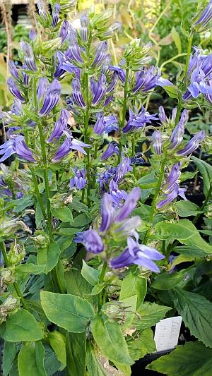 Lobelia siphilitica 'Mistassinica' - Great Blue Lobelia from Quackin Grass Nursery Lobelia siphilitica 'Mistassinica' - Great Blue Lobelia from Quackin Grass Nursery