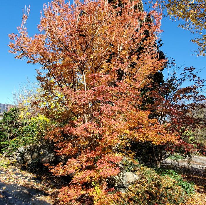 Beautiful in autumn Beautiful in autumn