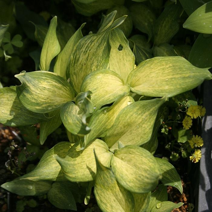Polygonatum odoratum 'Dai koga' - courtesy of Shikoku Gardens Polygonatum odoratum 'Dai koga' - courtesy of Shikoku Gardens