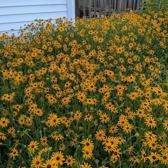 Rudbeckia fulgida var. deamii (courtesy Will Forster) Rudbeckia fulgida var. deamii (courtesy Will Forster)