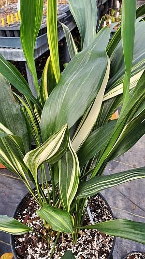 Aspidistra elatior 'Suisho' - Cast Iron Plant from Quackin Grass Nursery Aspidistra elatior 'Suisho' - Cast Iron Plant from Quackin Grass Nursery