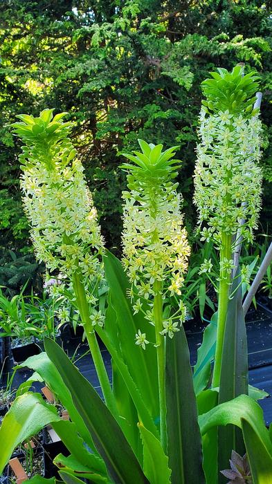 Eucomis autumnalis 'Wahroaneta Giant' - Pineapple Lily from Quackin Grass Nursery Eucomis autumnalis 'Wahroaneta Giant' - Pineapple Lily from Quackin Grass Nursery