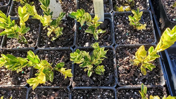 These are 2022 liners - these are now larger and settled into 2-quart square pots These are 2022 liners - these are now larger and settled into 2-quart square pots