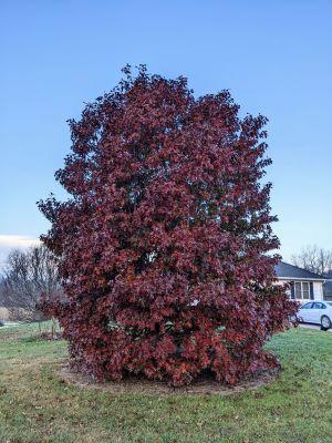 Quercus x sternbergii - Sternberg's Oak from Quackin Grass Nursery Quercus x sternbergii - Sternberg's Oak from Quackin Grass Nursery