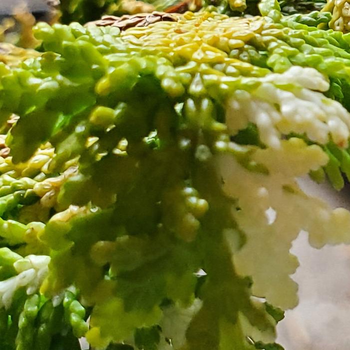 Chamaecyparis obtusa 'Fernspary Snow' - Hinoki False Cypress from Quackin Grass Nursery Chamaecyparis obtusa 'Fernspary Snow' - Hinoki False Cypress from Quackin Grass Nursery